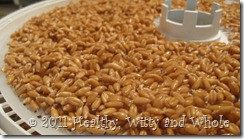sprouted_grain